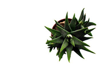 succulent flower on a white background for office