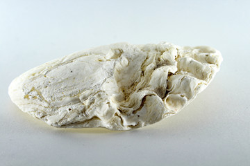 Oyster, shell, bivalve clam on a white background