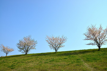 神奈川県横須賀市光の丘の風景