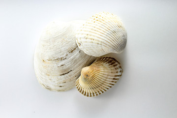 Oyster, shell, bivalve clam on a white background
