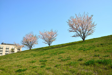 神奈川県横須賀市光の丘の風景