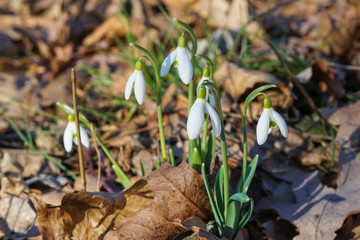 Beautiful snowdrop blossoms in the spring