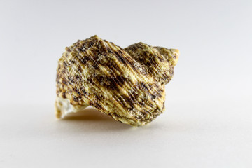 Oyster, shell, bivalve clam on a white background