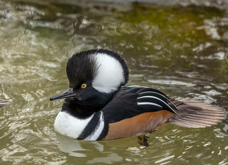 Duck. Hooded Merganser. North american smaller duck.Hooded mergansers are the second smallest species of merganser.