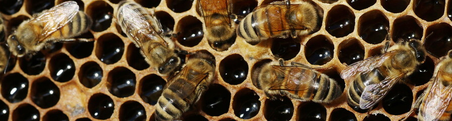pszczoły w ulu