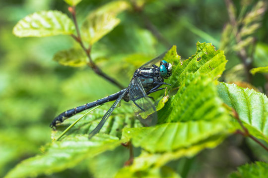 Dragonfly sitting on a leaf in sunny day - Aeshna cyanea