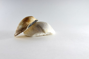 Oyster, shell, bivalve clam on a white background