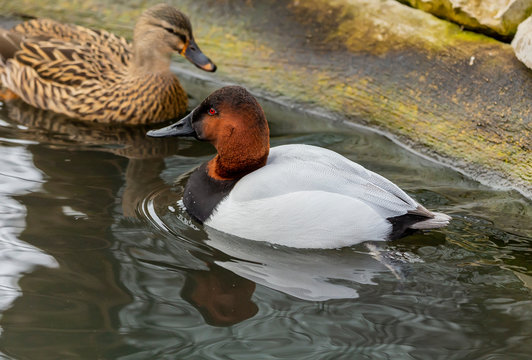 Male and female  Canvasback (Aythya valisineria) on the pond. Is a species of diving duck, the largest found in North America. 
