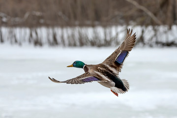 Duck. Mallard duck in flight.Natural scene from wisconsin conservation area.