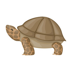 Sea turtle vector icon.Cartoon vector icon isolated on white background sea turtle.