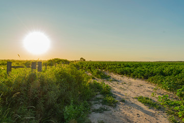 Campo de Algodón, Algodonal