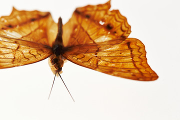 Naklejka premium Butterfly specimen on white background 