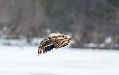 Duck. Mallard duck in flight.Natural scene from wisconsin conservation area.
