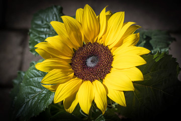 Sunflower in garden