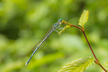 Anamorphic blue dragonfly Arrow Southern - Coenagrion mercuriale - Blue Damselfly Coenagrionidae insect on a green herb leaf. Natural background with selective focus.