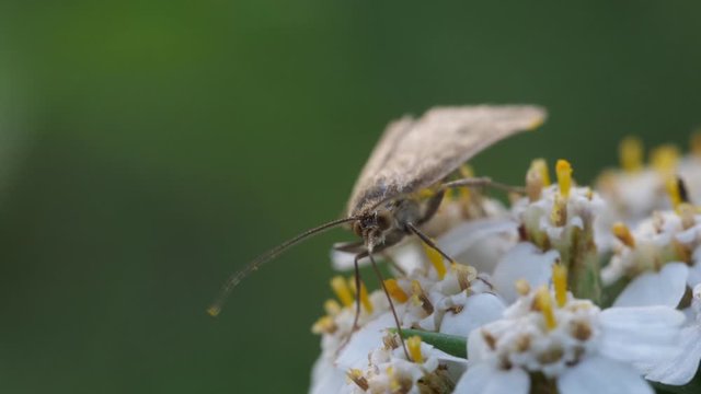Ein Kleinschmetterling trinkt mit seinem R&uuml;ssel Nektar an einer Bl&uuml;te und &uuml;bertr&auml;gt dabei Pollen als Best&auml;uber