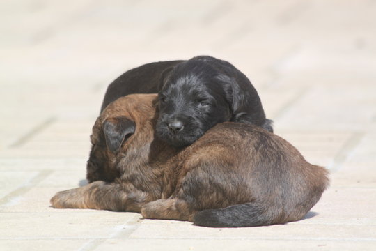 Adorable very young briard puppy shepherd dogs