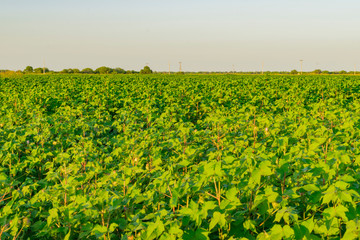 Campo de Algodón, Algodonal