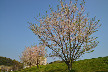 神奈川県横須賀市光の丘の風景