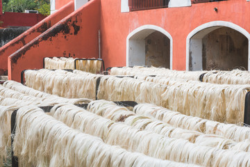 Heneken Farm in Yucatan 