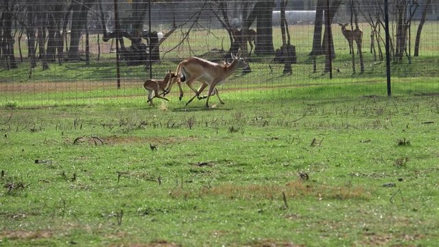 Rural Texas ranch showcasing over thirty different exotic animals.