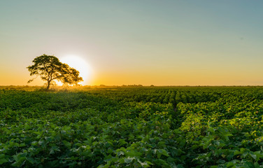 Atardecer en Campo de Algodón con Algarrobo tapando el Sol