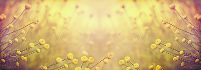 Selective and soft focus on yellow flower in meadow