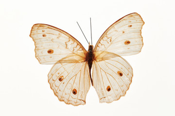 Butterfly specimen on white background 