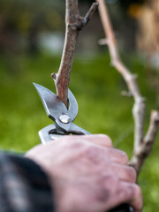 Close-up of a vine grower hand. Prune the vineyard with professional steel scissors. Traditional...