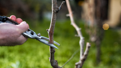 Close-up of a vine grower hand. Prune the vineyard with professional steel scissors. Traditional agriculture. 