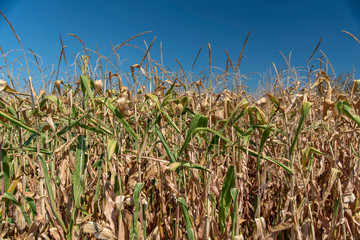 Ripe Corn Growing In The Field