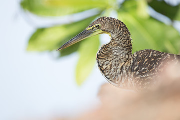 Bare throated tiger heron 