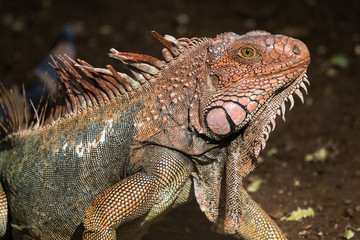 Iguana Iguana