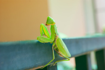 The green mantis sits on the railings of the veranda in the background of the house. The insect poses for a photo. Horizontal photo