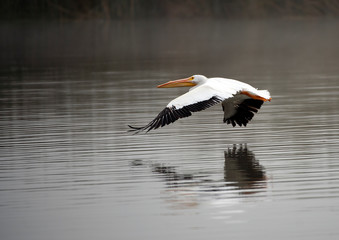 white pelican gliding over a marsh