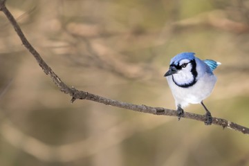 blue tit on branch