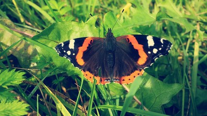 Butterfly