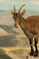 Goat from Sierra de Gredos.