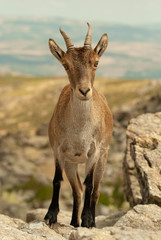 Goat from Sierra de Gredos.