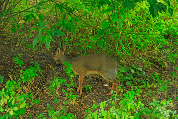 Java mouse-deer hiding in thicket. Tragulus javanicus in forest