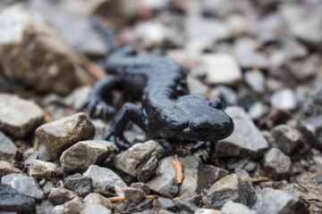 Salamander