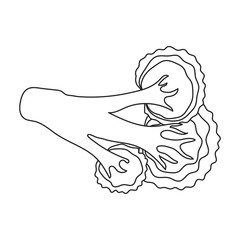 Cabbage of broccoli vector icon.Outline,line vector icon isolated on white background cabbage of broccoli .