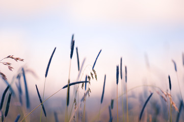 Wild grass in a field at sunset. Summer nature background. Macro image, shallow depth of field.