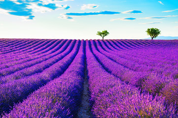 Fototapeta na wymiar Lavender fields near Valensole, Provence, France. Beautiful summer landscape at sunset. Blooming lavender flowers