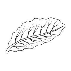 Leaf of cabbage vector icon.Outline,line vector icon isolated on white background leaf of cabbage .