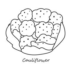 Cauliflower vector icon.Outline,line vector icon isolated on white background cauliflower.