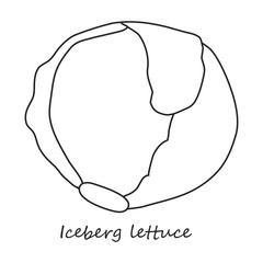 Lettuce vector icon.Outline,line vector icon isolated on white background lettuce .