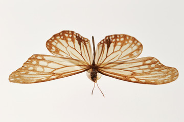 Butterfly specimen on white background 