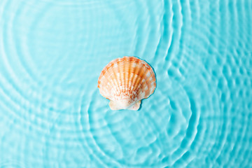 Water background. Blue water texture, surface of blue swimming pool and shells. Spa concept background. Flat lay, top view, copy space