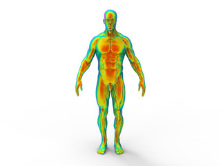 3D rendering - male human body analysis